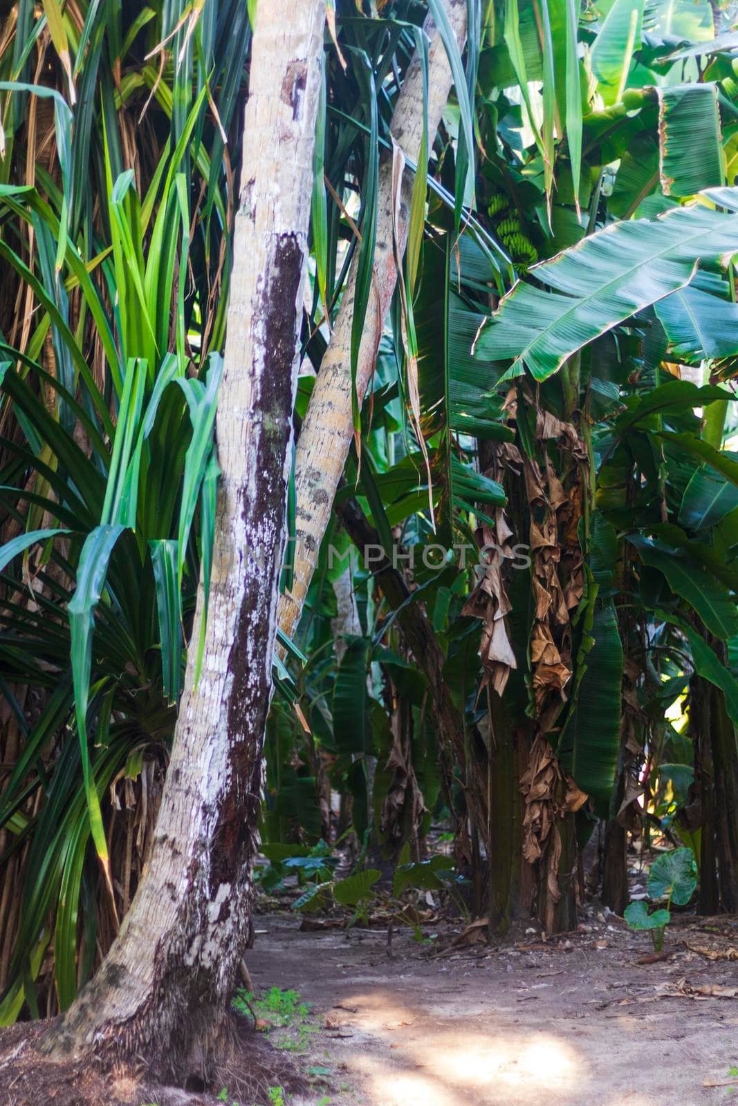 Shot of a tropical trees. Nature by pazemin