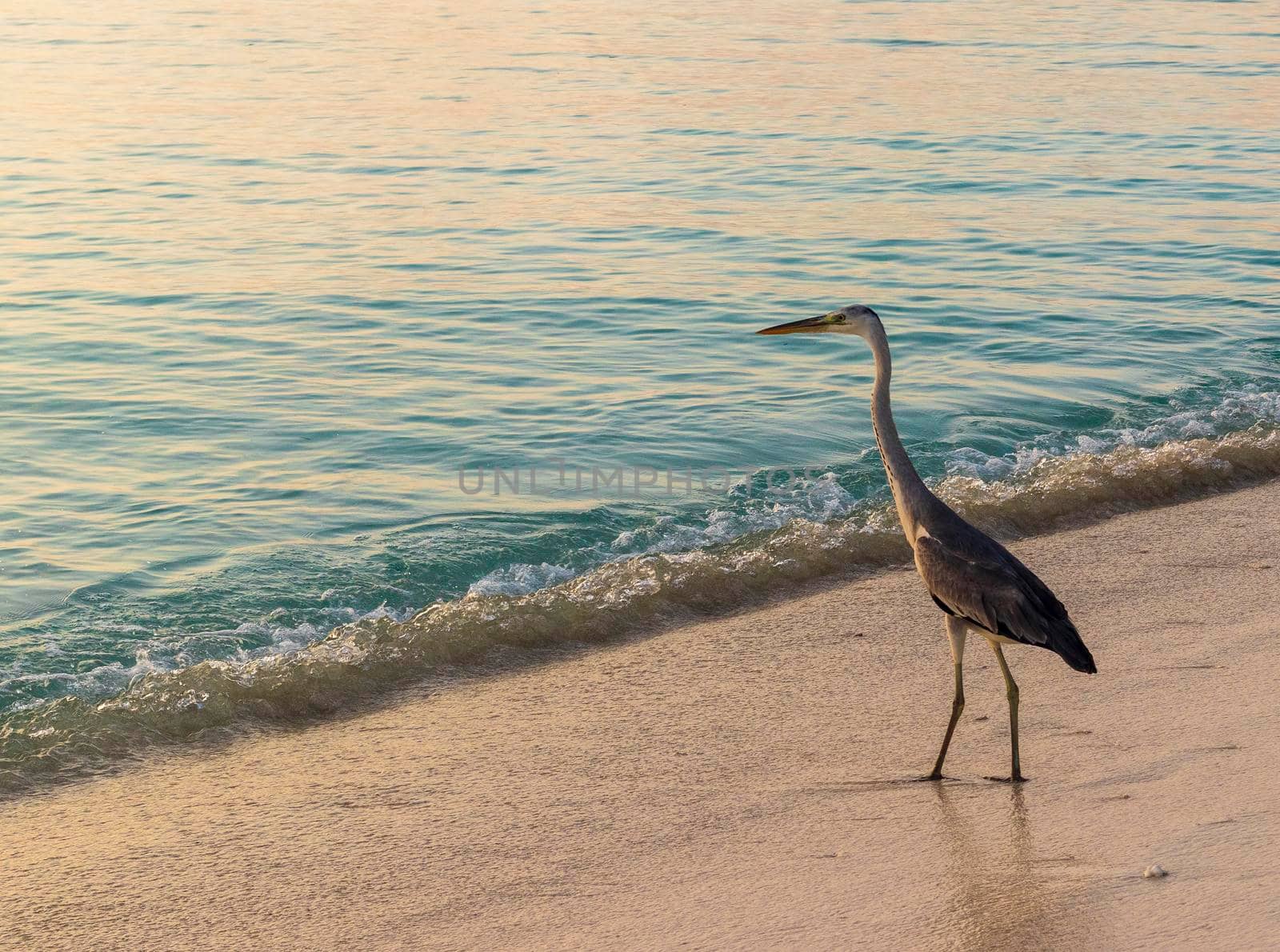 Close up shot of a heron on the beach. Nature by pazemin