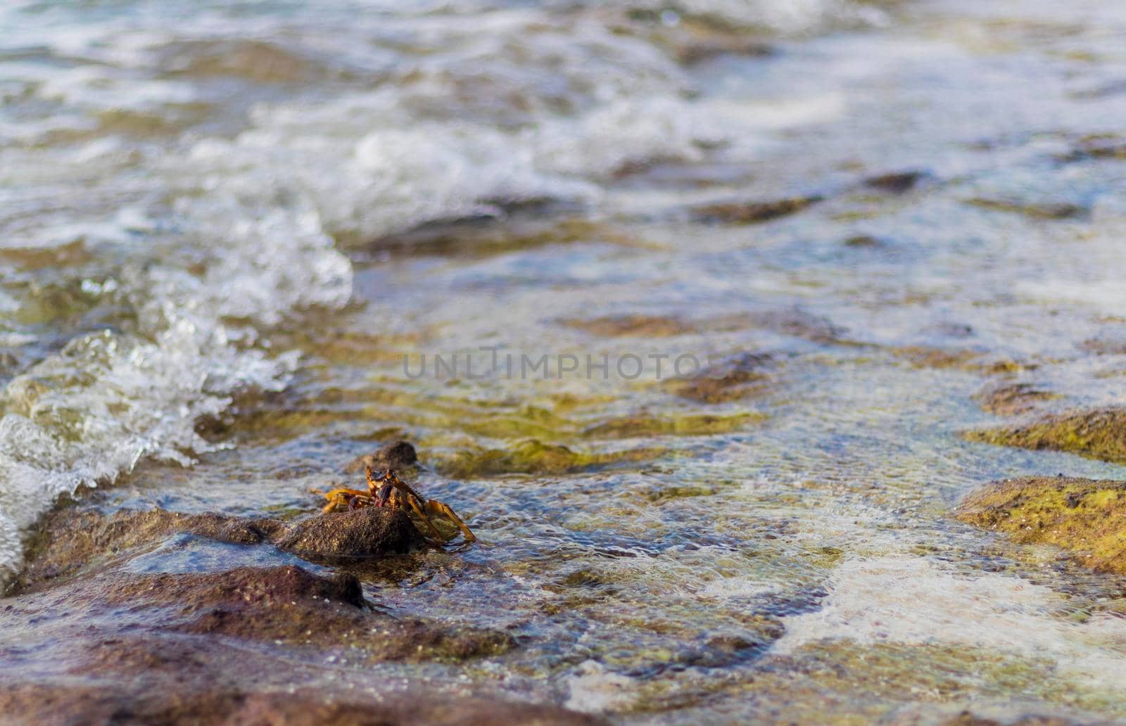 Close up shot of a crabs in the water. Nature by pazemin