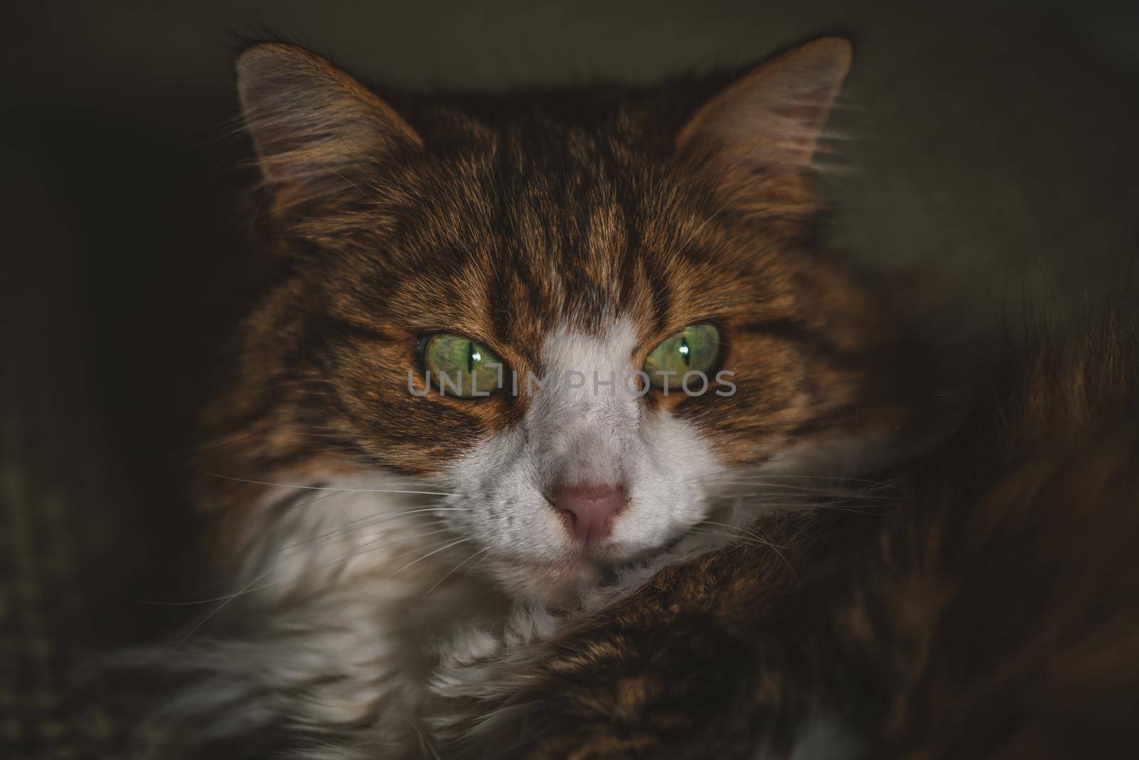 Portrait of a cat with green eyes. High quality photo