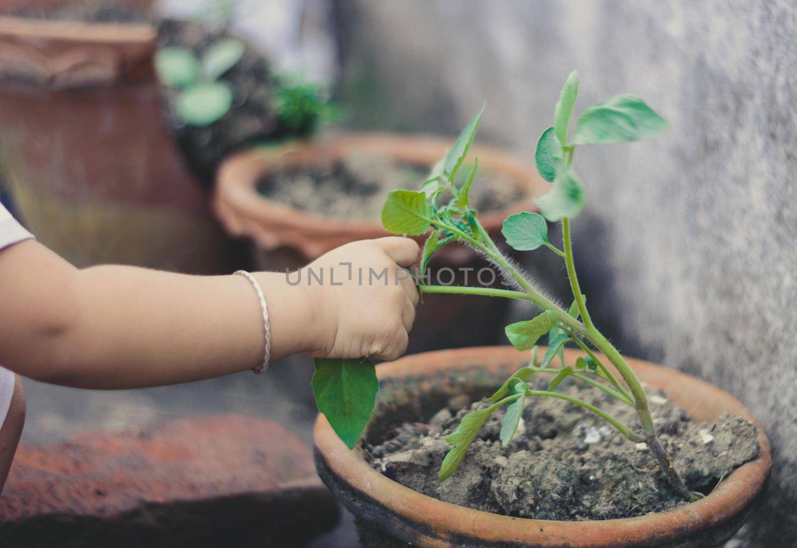 Baby hand touching leaves on a flower tub. Close up by sudiptabhowmick