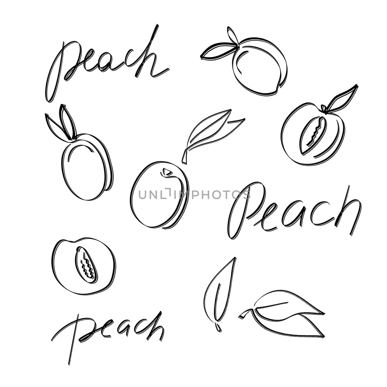 Fruit hand drawn. Fruits. Whole and sliced peach. Peach doodle icon isolated on white background. Set peaches fruit sketch illustration with handwritten text.