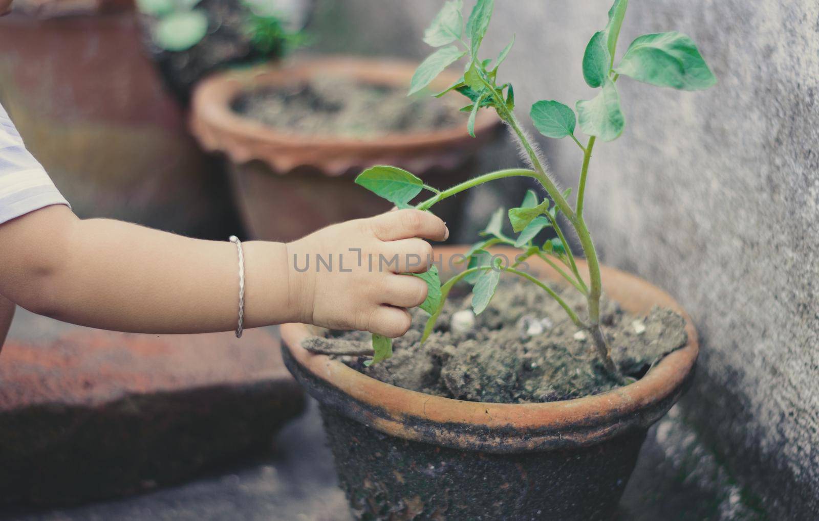 Baby hand touching leaves on a flower tub. Close up by sudiptabhowmick