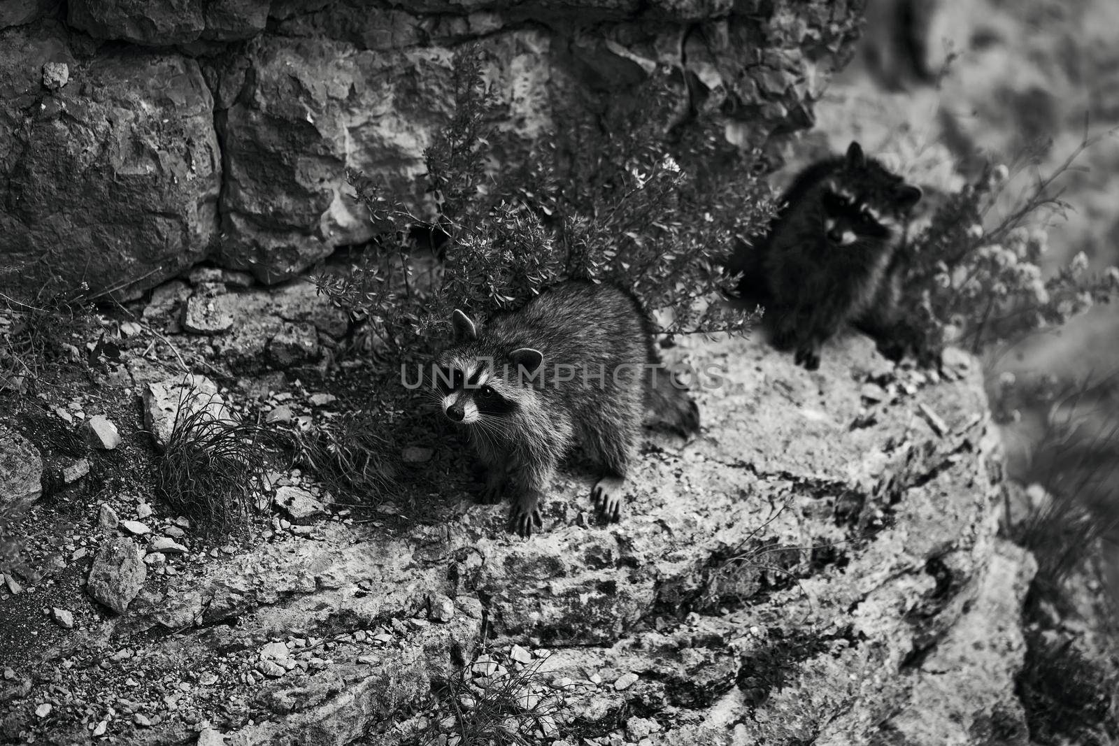 Wild Raccoon. Procyon lotor. Funny young raccoons live and play on a rock. Wildlife America.