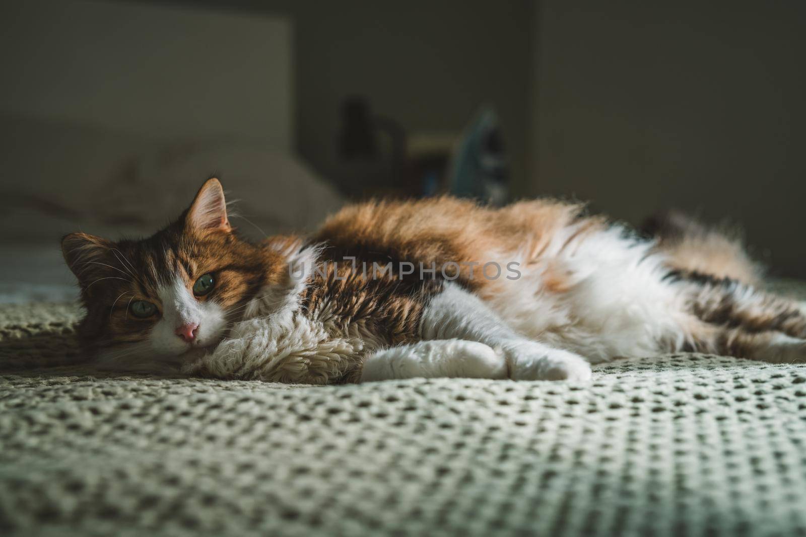 Portrait of a cat with green eyes. High quality photo