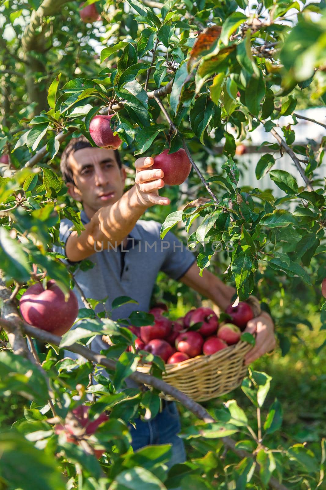 A male farmer harvests apples. Selective focus. Food.