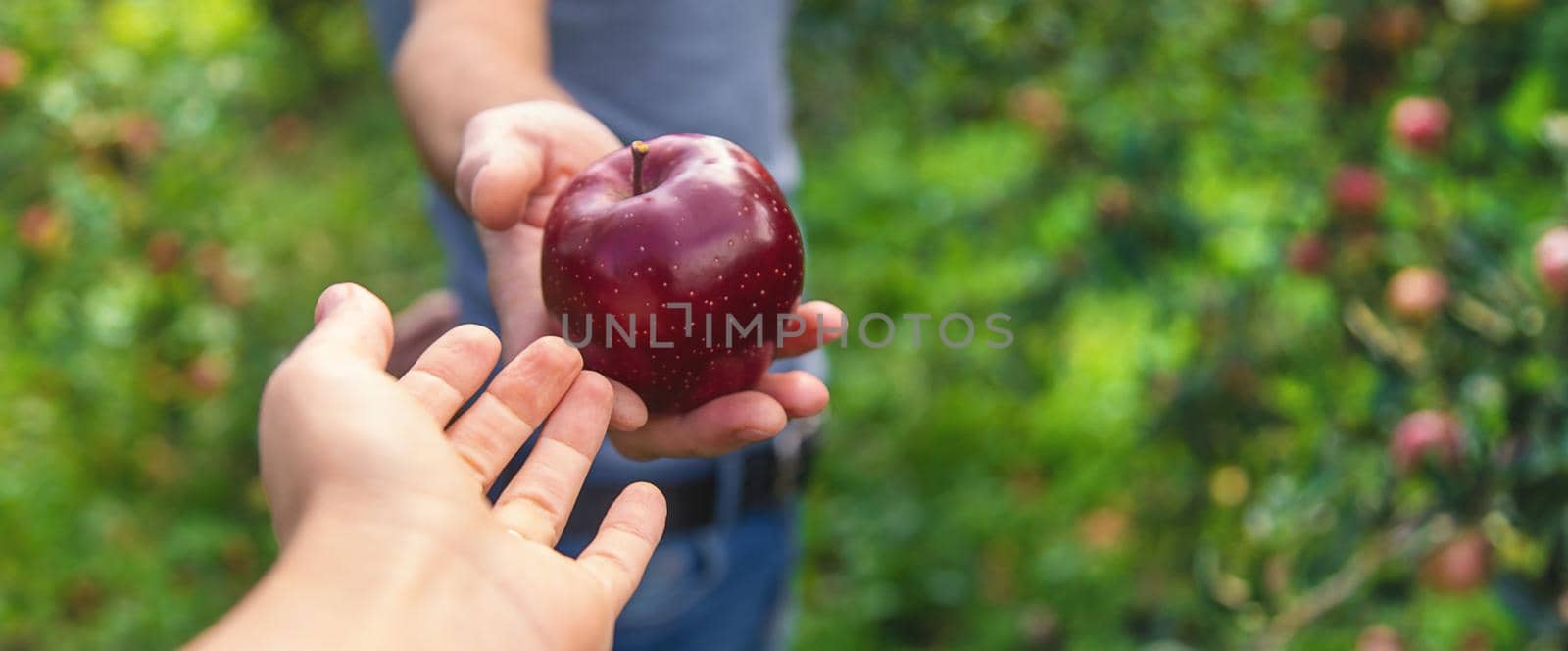 A male farmer harvests apples. Selective focus. Food.