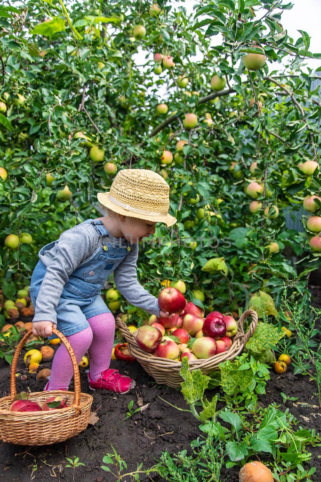 Child with apples in the garden. Selective focus. by yanadjana