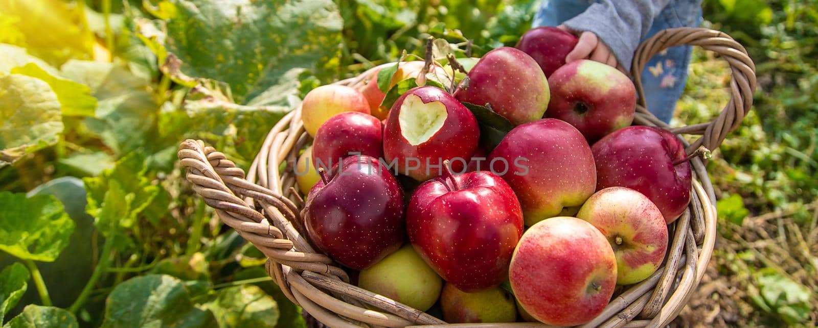 Apple harvest in the garden. Selective focus. by yanadjana