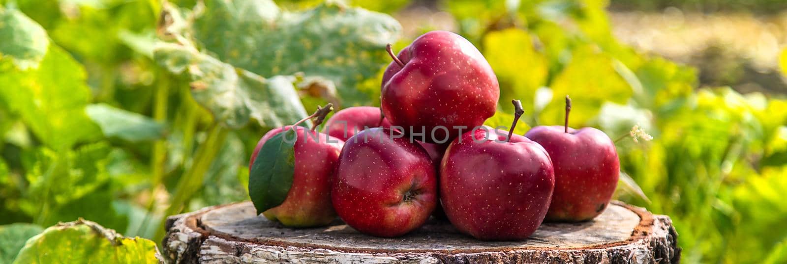 Apple harvest in the garden. Selective focus. by yanadjana