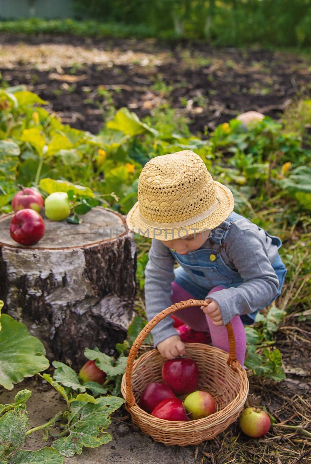 Child with apples in the garden. Selective focus. by yanadjana
