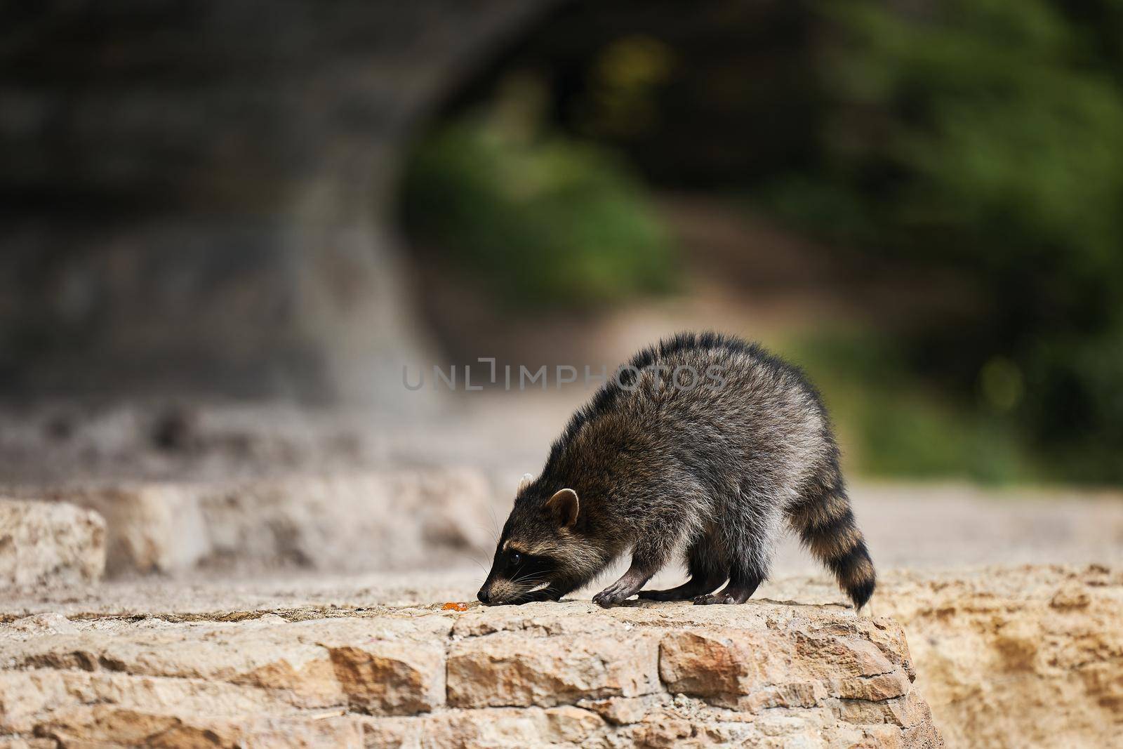 Wild Raccoon. Procyon lotor. Funny young raccoons live and play on a rock. Wildlife America.