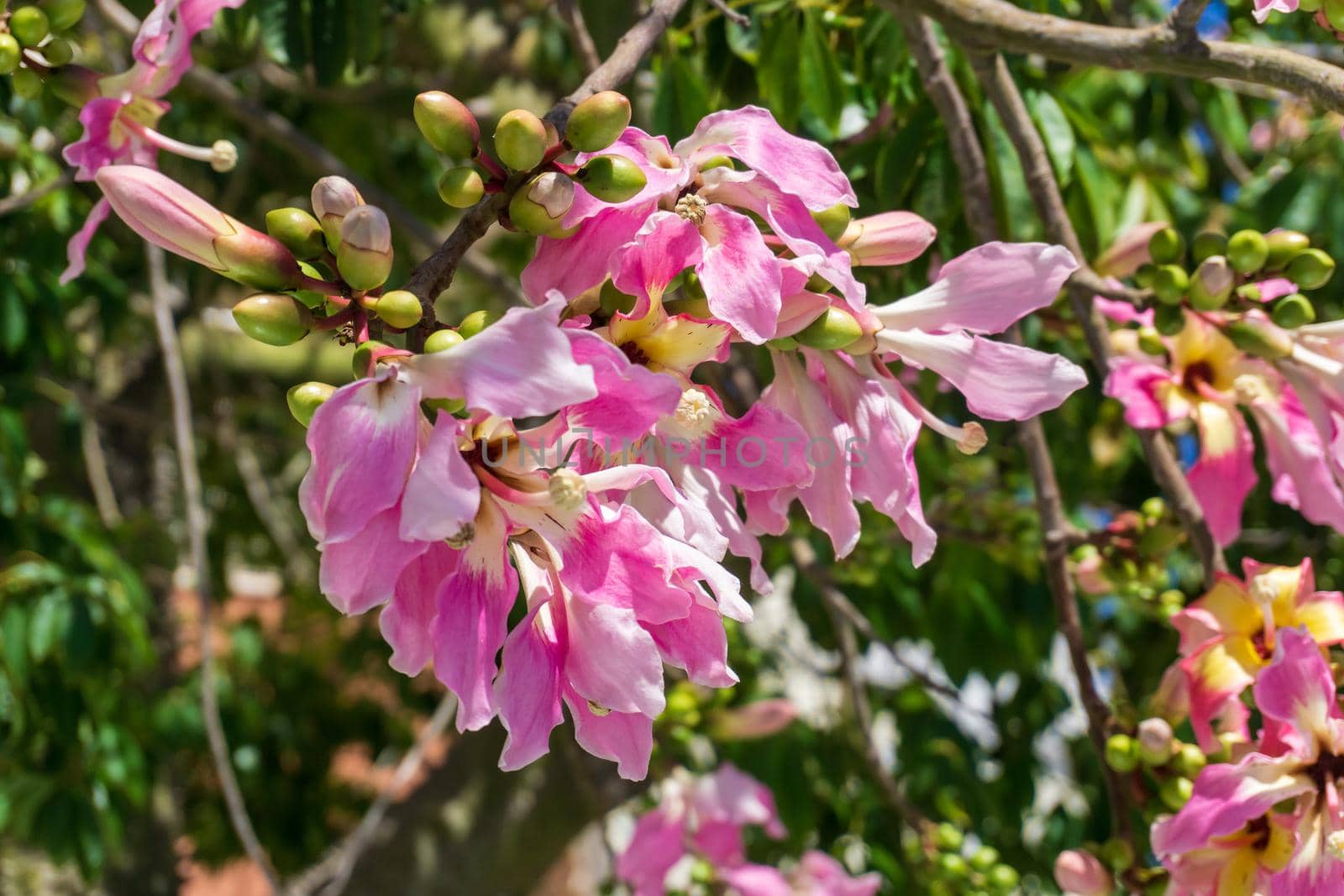 A Ceiba Chorizia tree blooming with yellow-pink flowers against a blue sky. Natural background