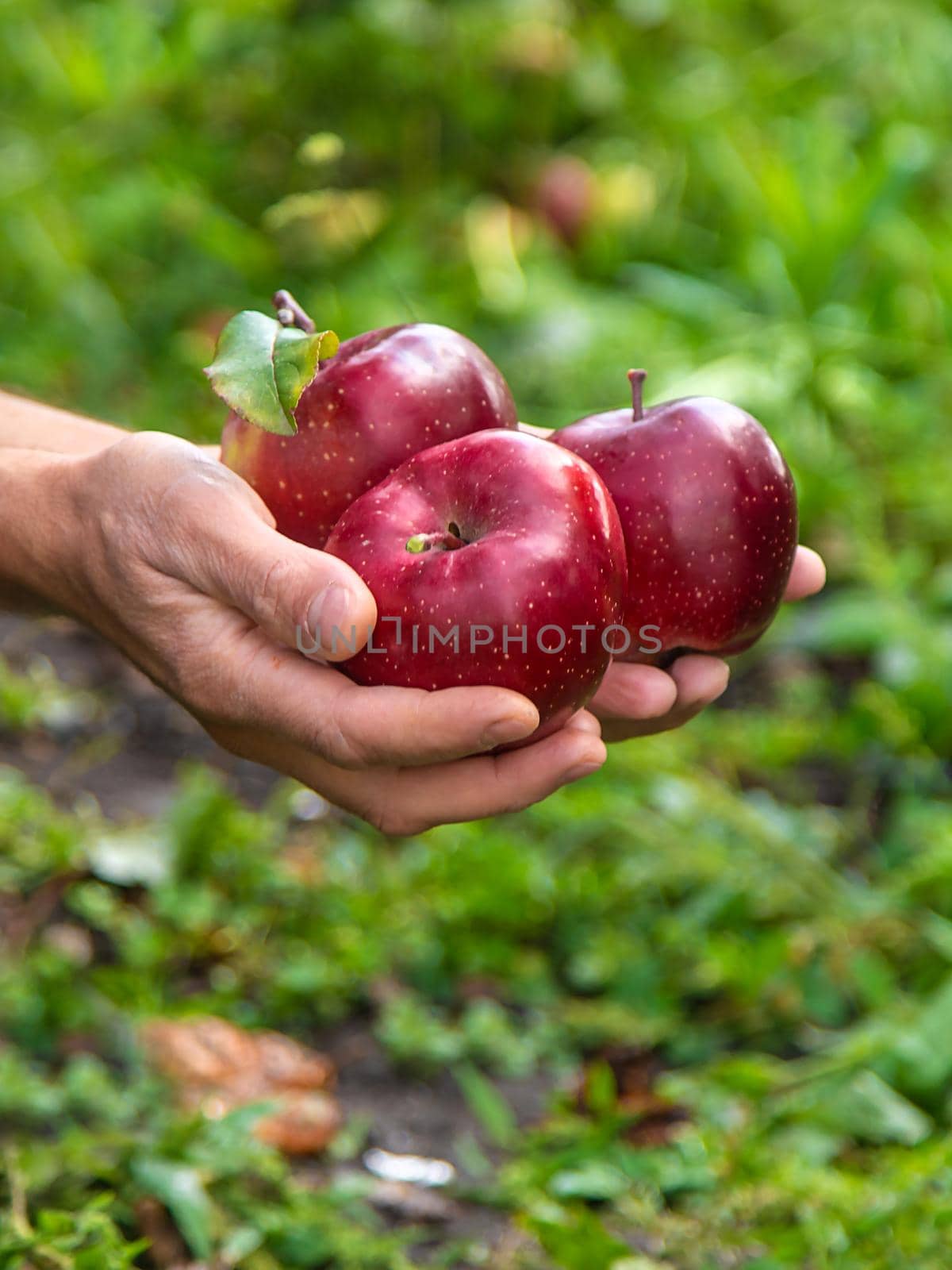 A male farmer harvests apples. Selective focus. Food.