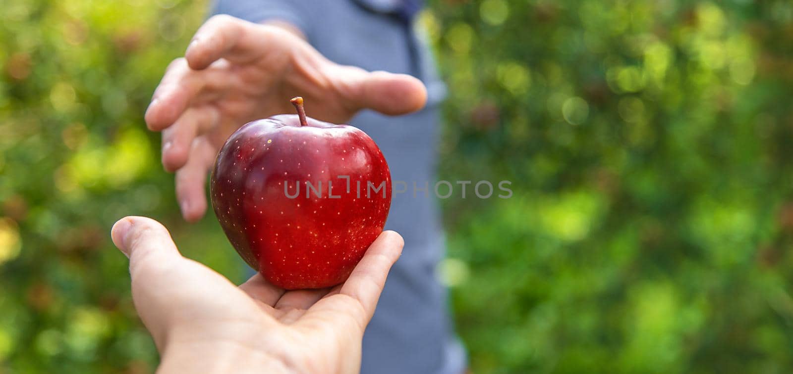 A male farmer harvests apples. Selective focus. Food.