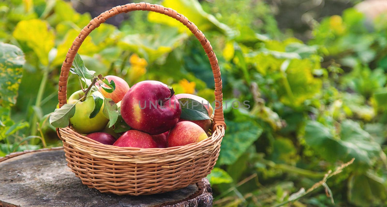 Apple harvest in the garden. Selective focus. Food,