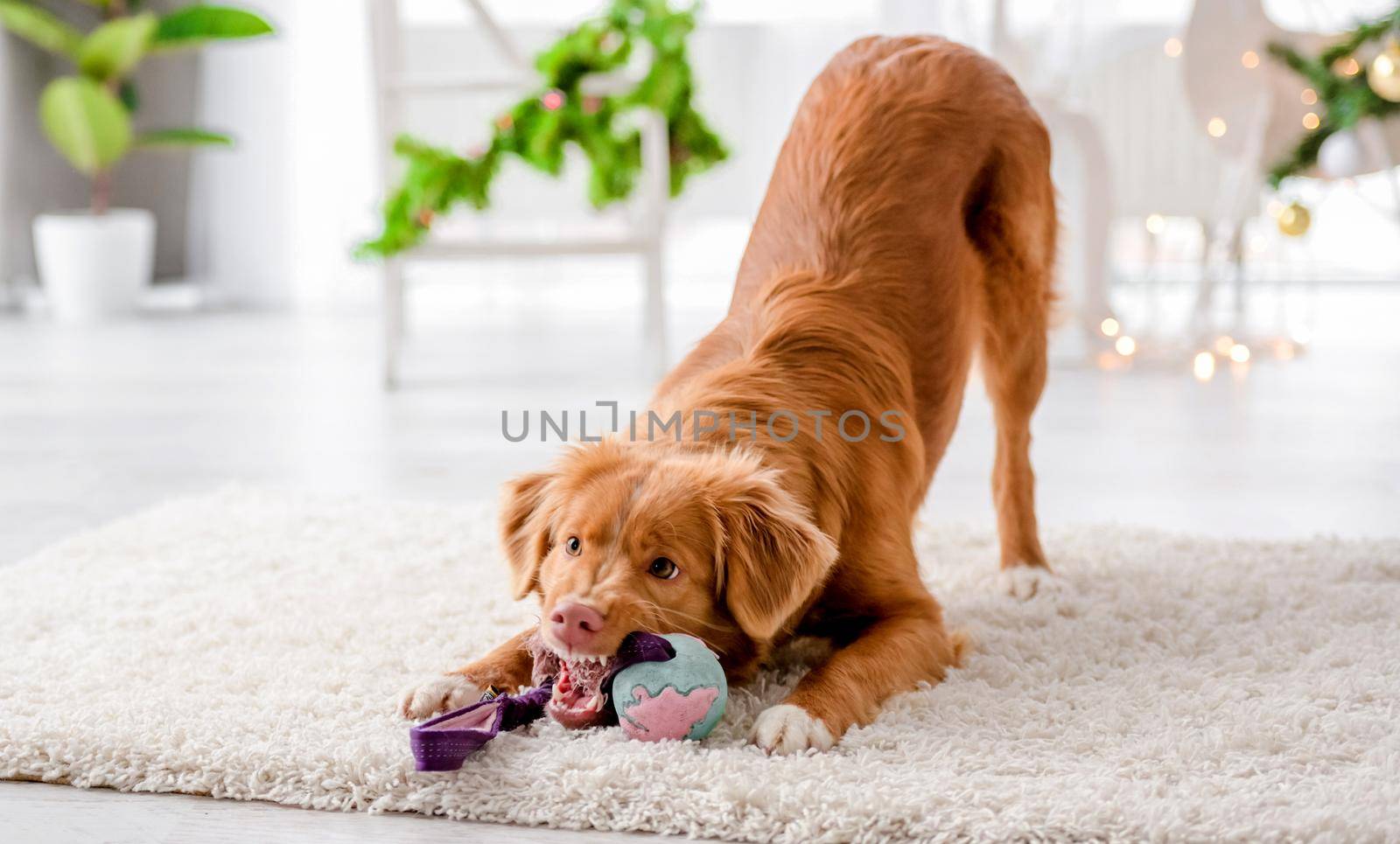 Toller retriever dog in Christmas timeplaying with toy and shows his teeth at home with New Year festive decoration and tree lights. Doggy pet and magic Xmas atmosphere