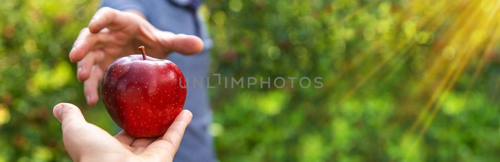 A male farmer harvests apples. Selective focus. by yanadjana
