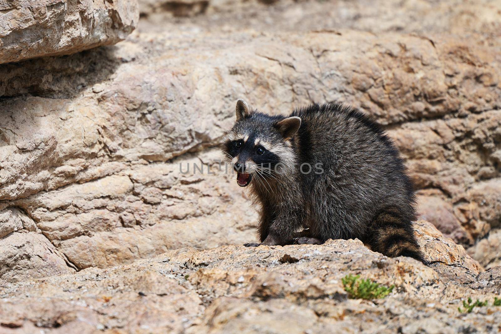 Wild Raccoon. Procyon lotor. Funny young raccoon live and play on a rock. Wildlife America.