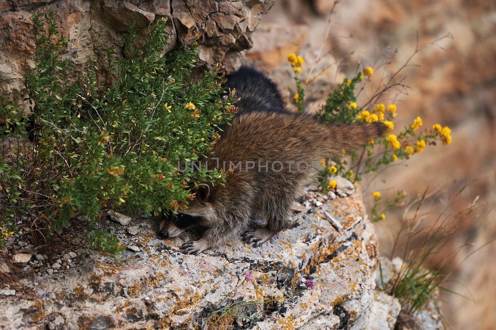 Wild Raccoon. Procyon lotor. Funny young raccoons live and play on a rock. Wildlife America by EvgeniyQW