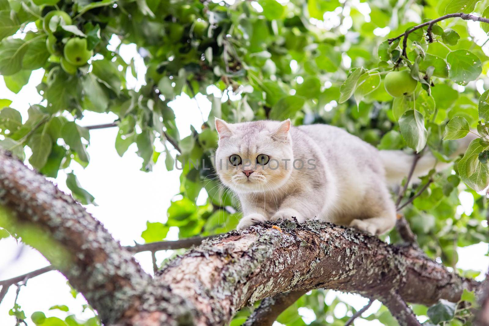 a white cat walks down the branch of an apple tree in the garden, green apples hang nearby in summer. T close up. Copy space