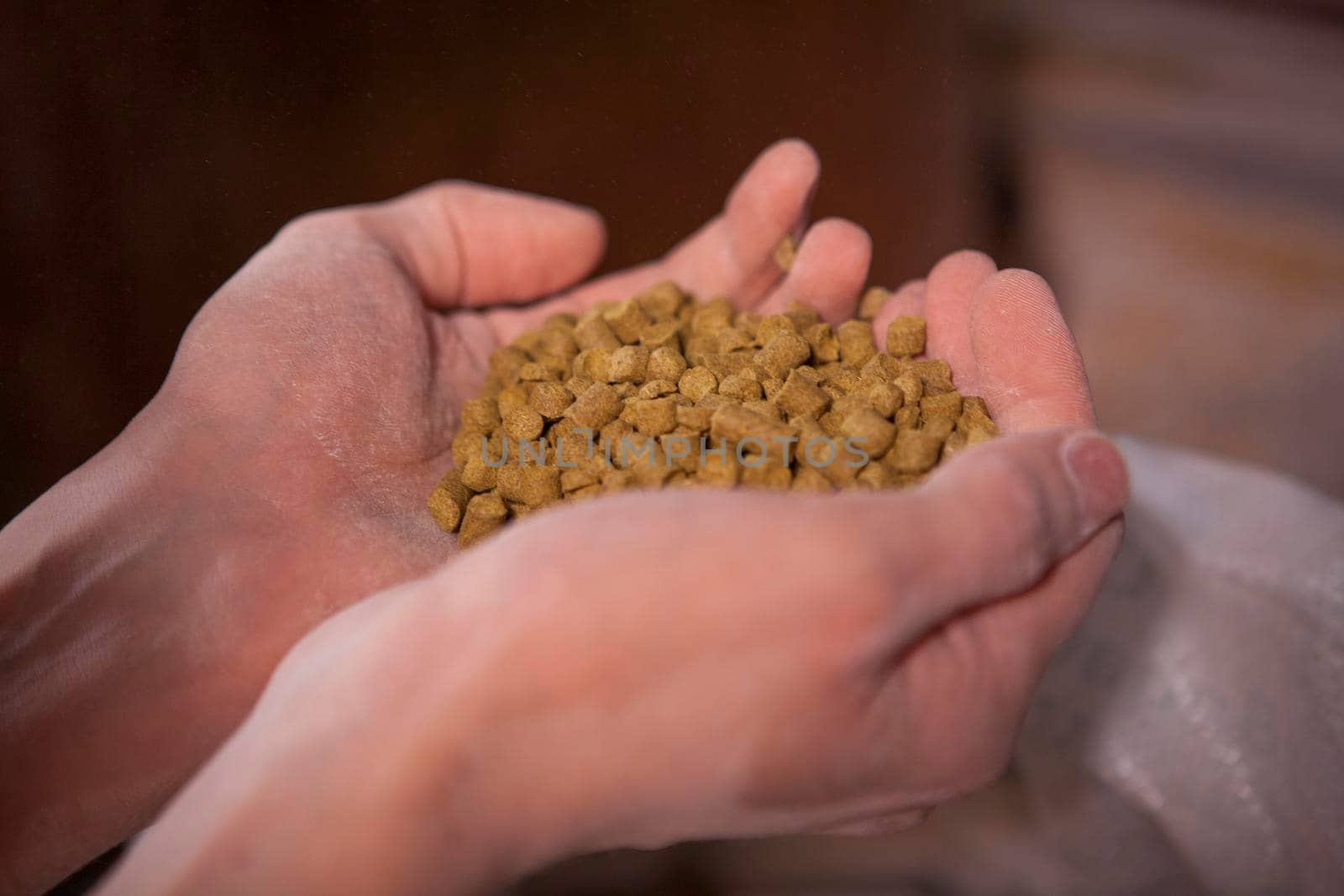 Close up of beer pellet hop granules in hands of a brewer