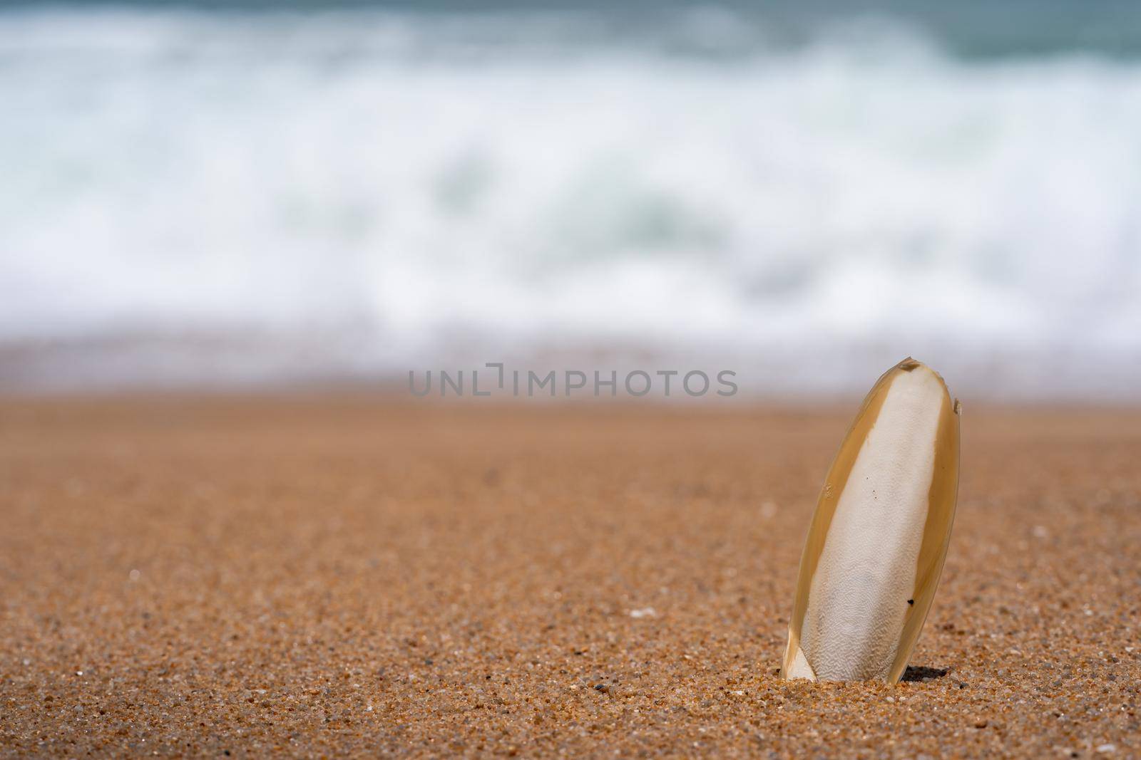 Cuttlefish bone wedged in the sand on the beach.