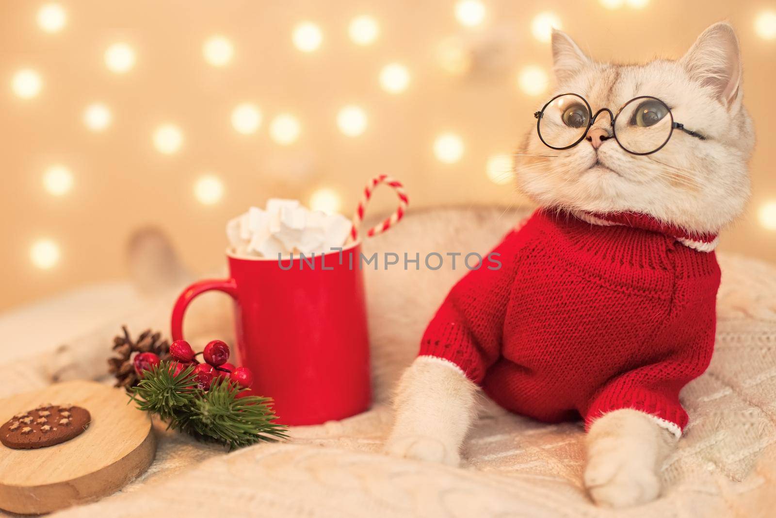 A adorable white cat in glasses and a red sweater, lies on a white knitted blanket, next to it there is a red mug with cocoa with marshmallows