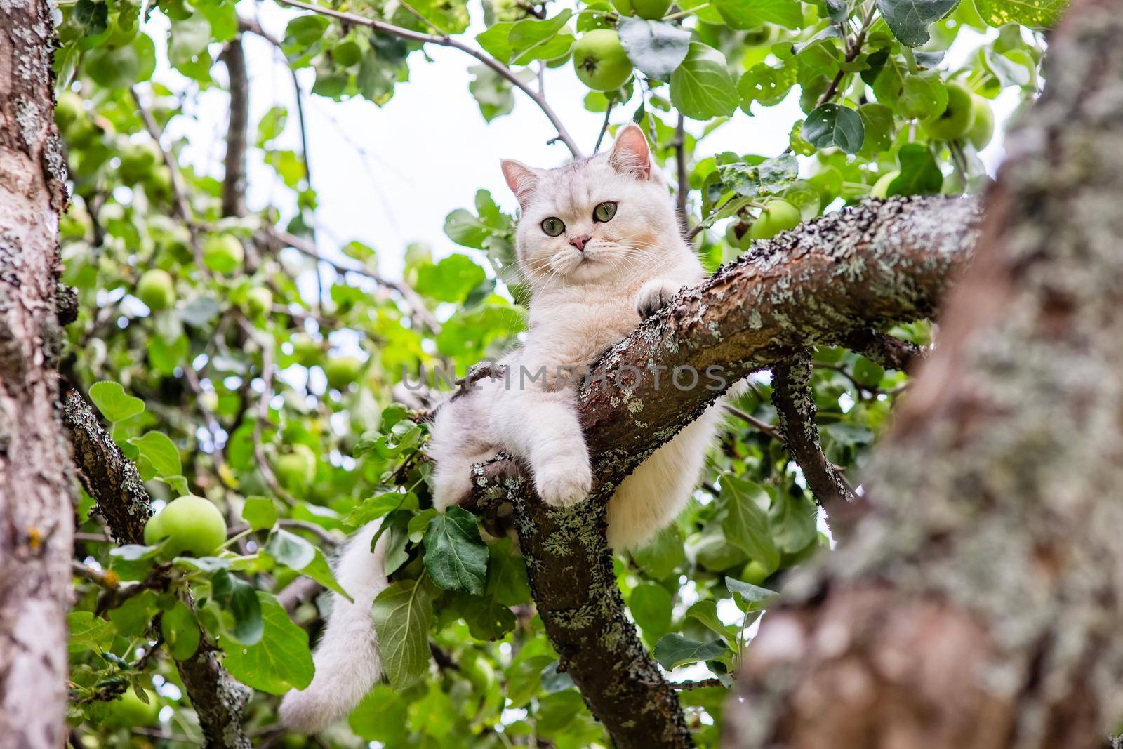 A cute white cat lies relax on a branch of an old apple tree in the garden, green apples hang nearby. Close up. Copy space