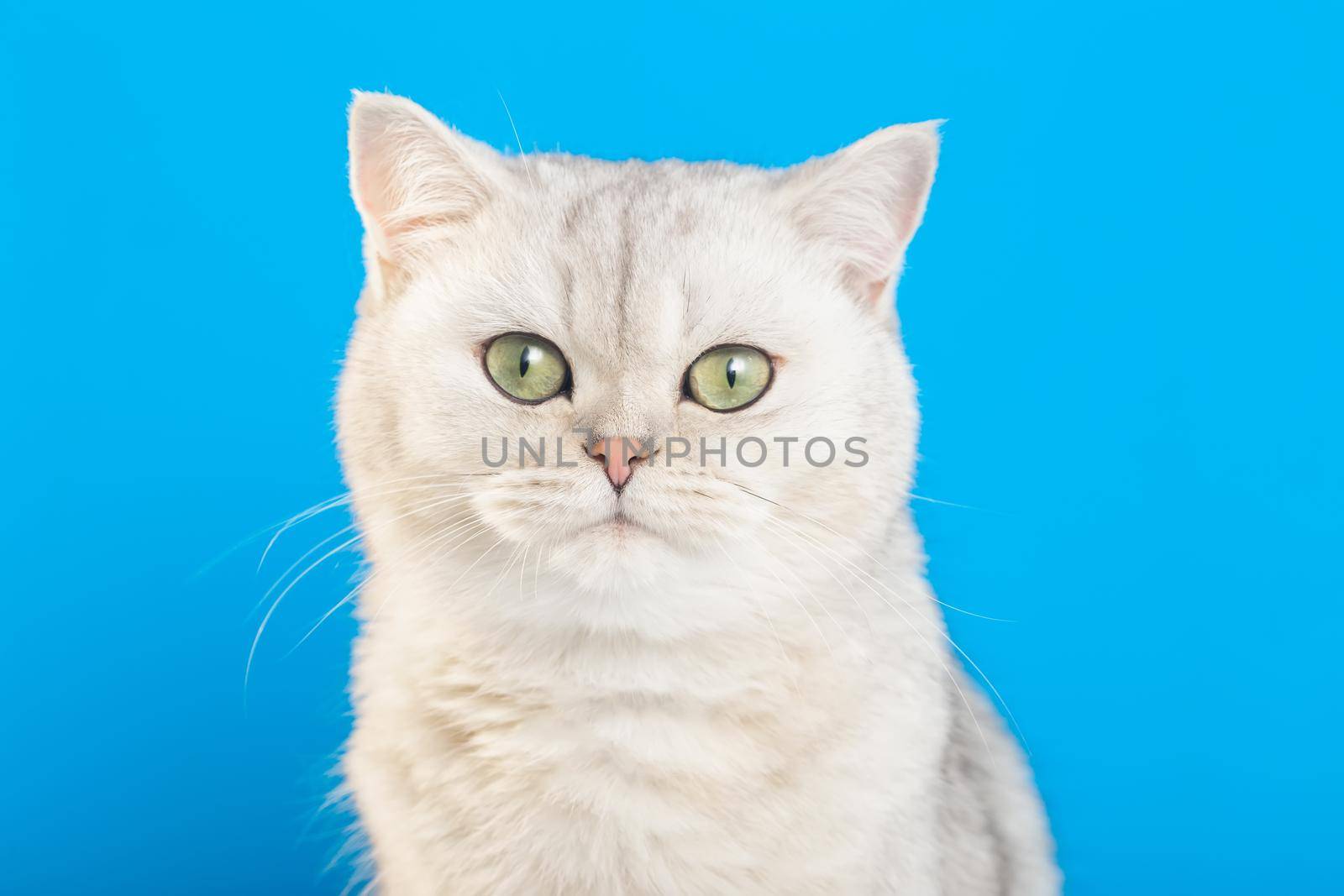 Close-up of an adorable white british cat on a blue background looks at camera. Copy space