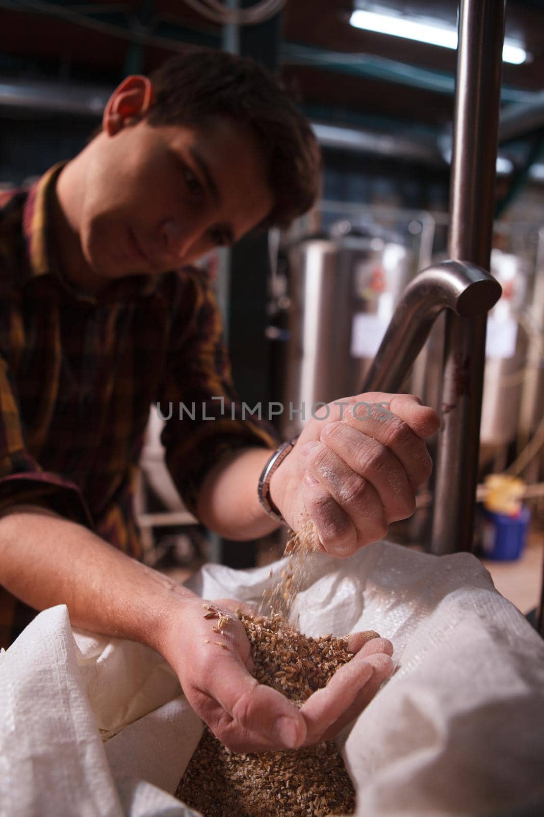 Vertical shot of a professional brewer examining barley, working at his microbrewery