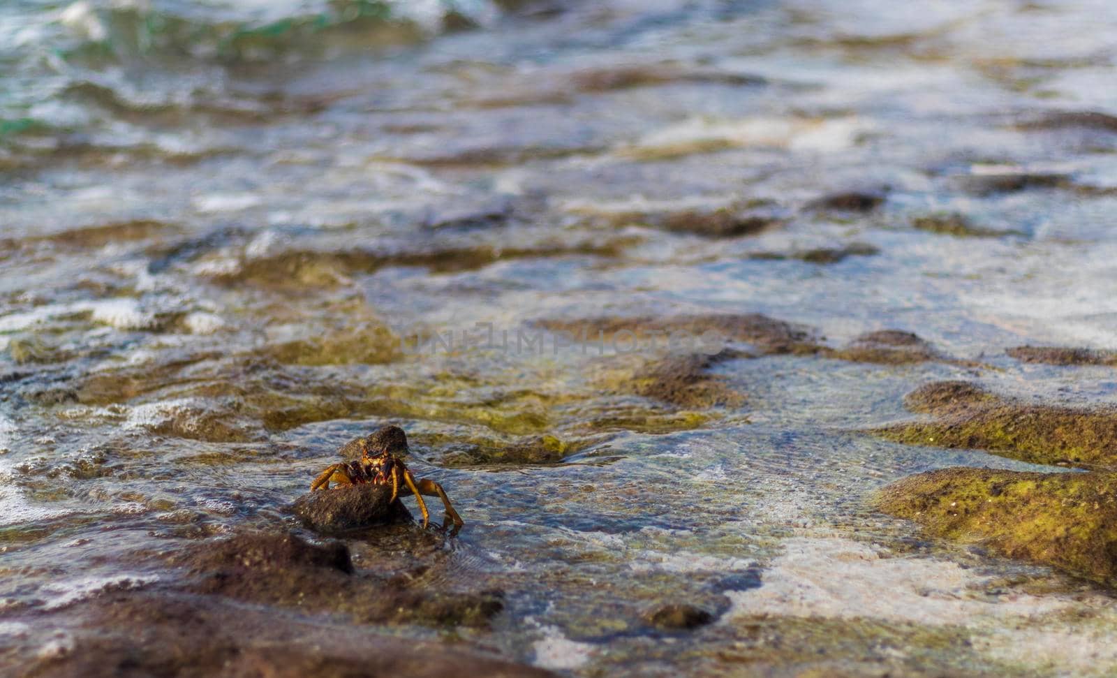 Close up shot of a crabs in the water