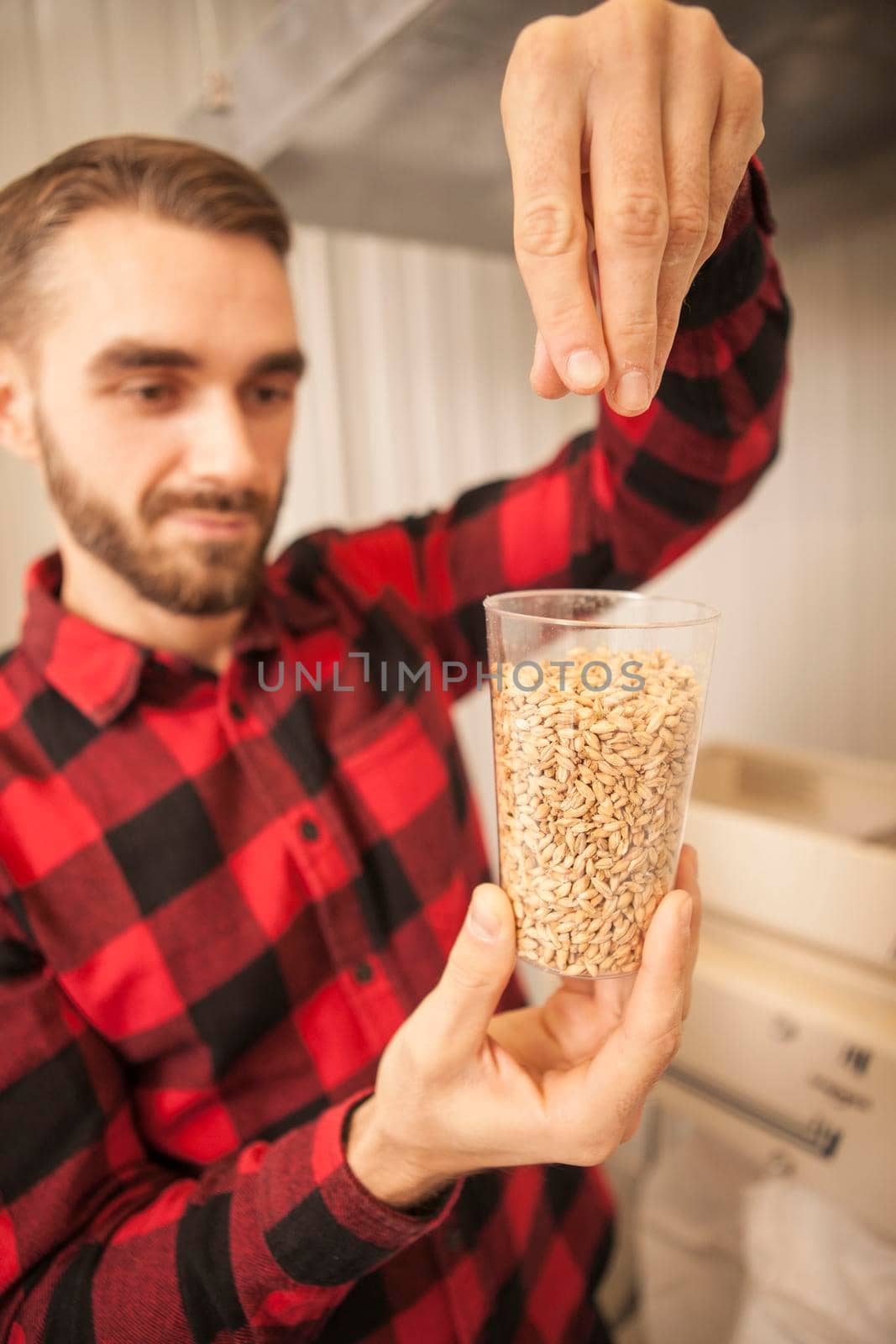 Vertical shot of a handsome bearded brewer examining barley seeds, working at his beer factory
