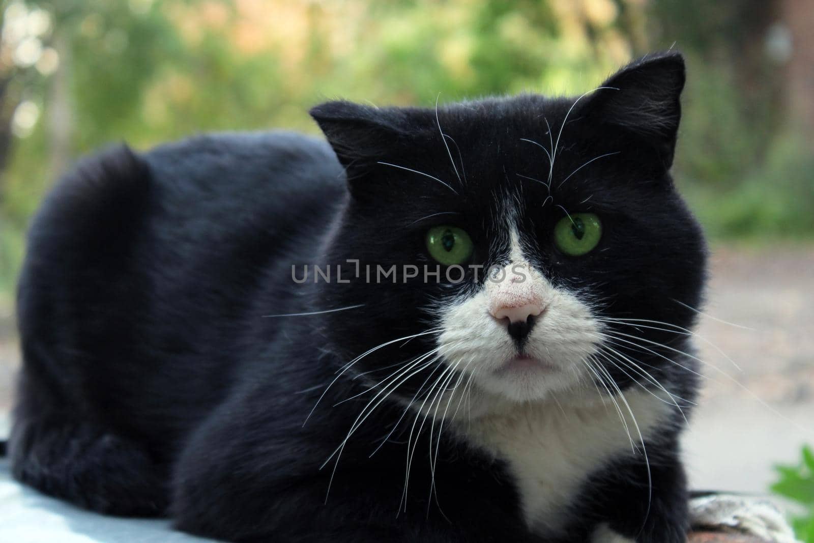A large black cat with a white muzzle and green eyes close-up looks straight ahead
