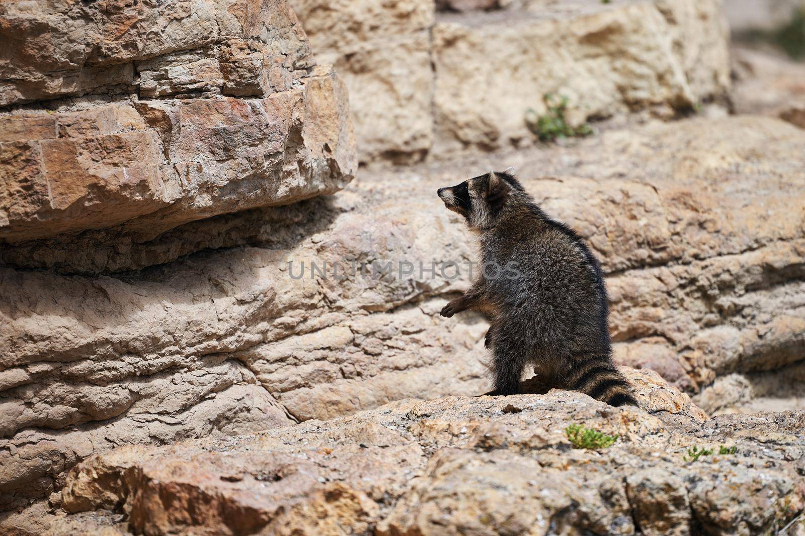 Wild Raccoon. Procyon lotor. Funny young raccoon live and play on a rock. Wildlife America.