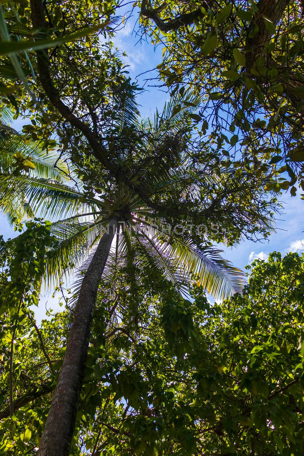 Shot of a tropical trees. Outdoors by pazemin