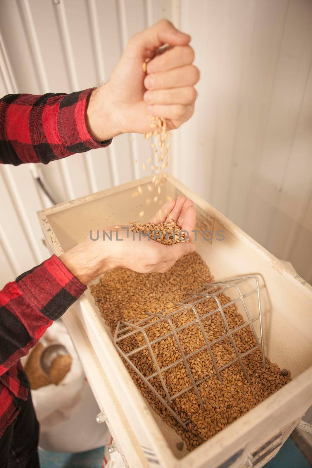 Vertical cropped close up of male hands pouring barley seeds into gain mill at microbrewery