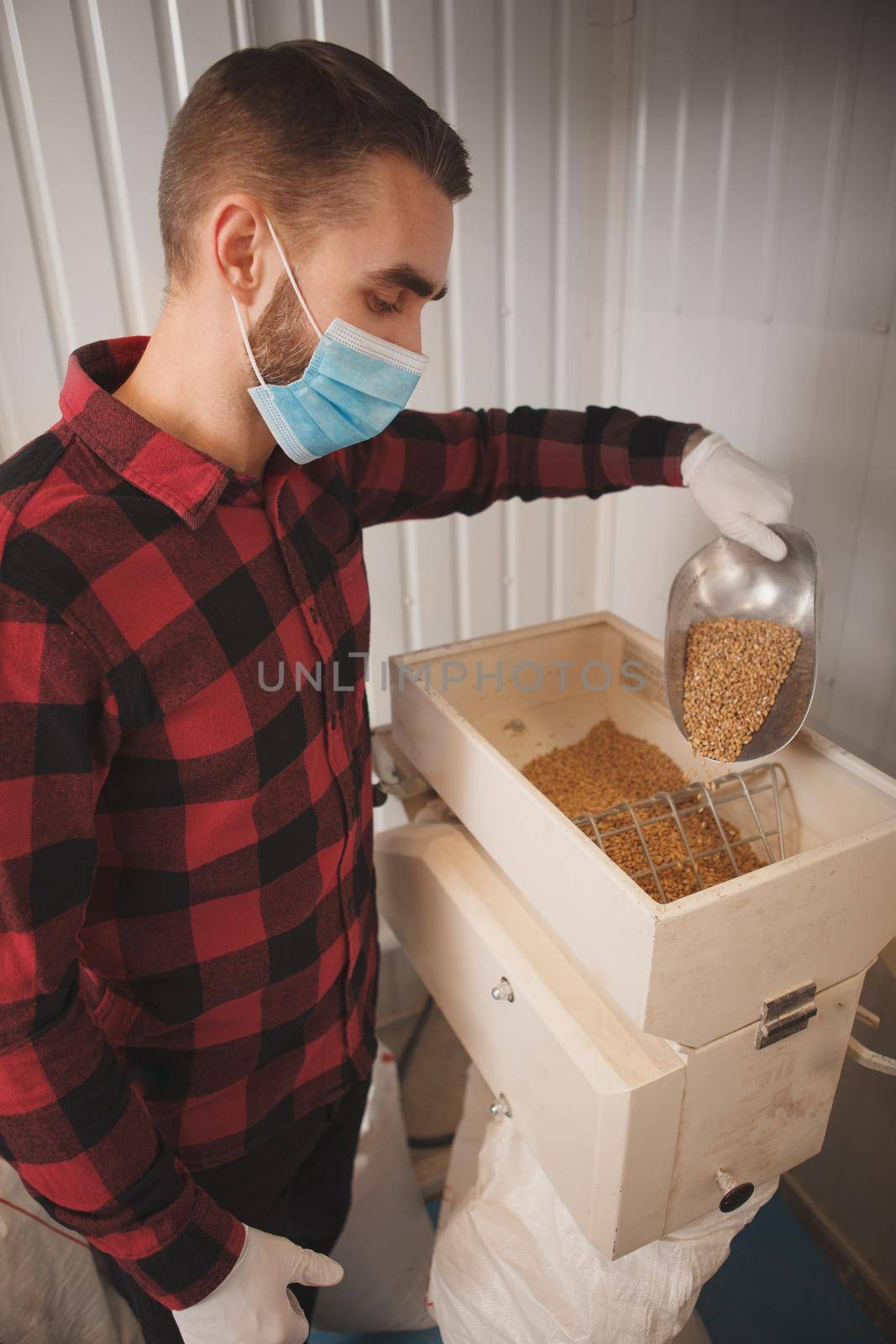 Brewer in medical face mask pouring barley into grain mill