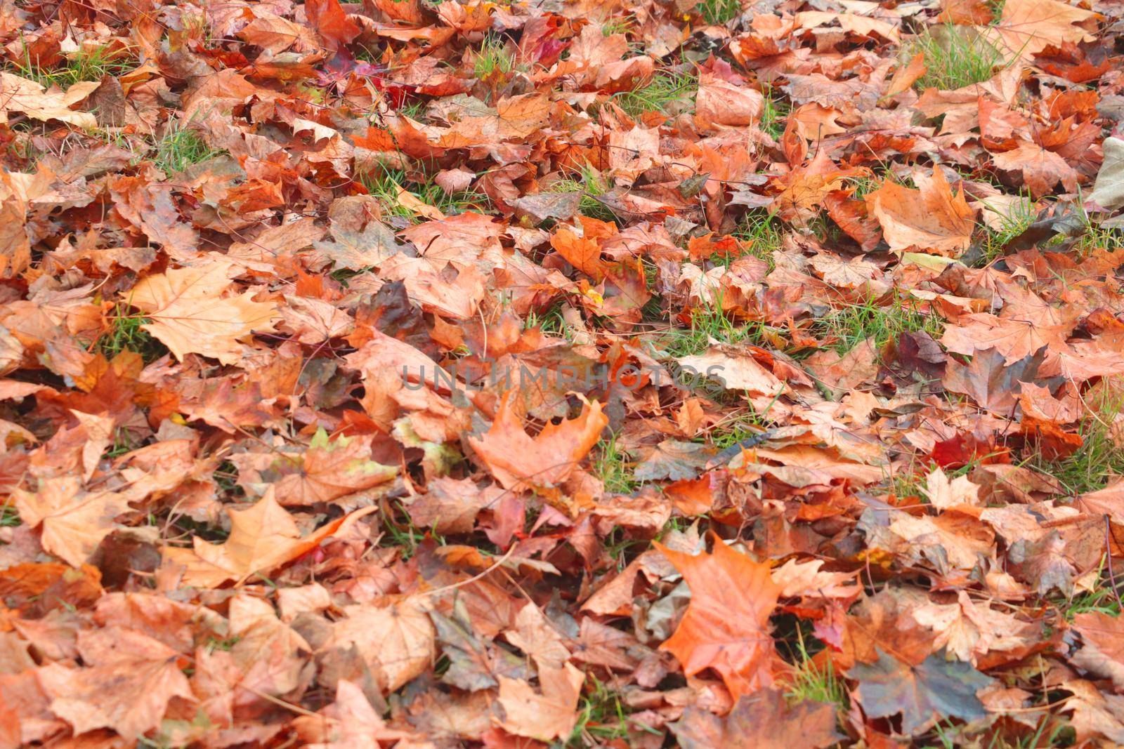 Fallen leaves from trees lie on the grass in the park in autumn. Autumn background
