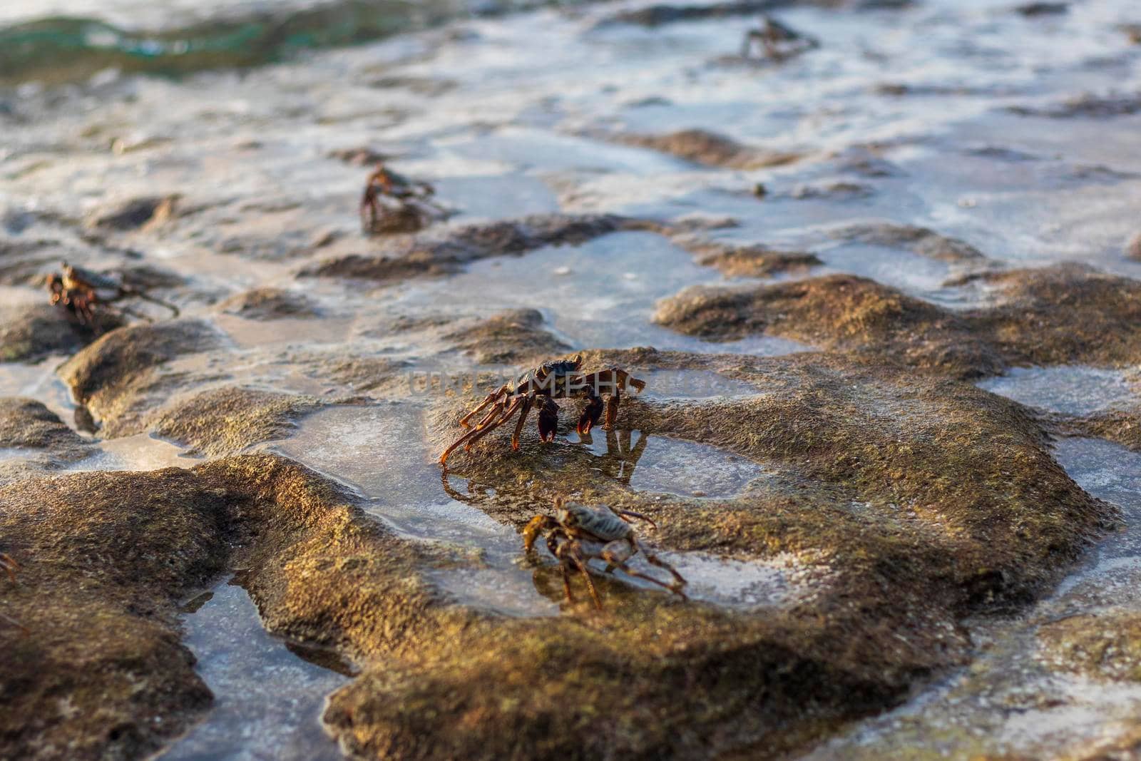 Close up shot of a crabs in the water