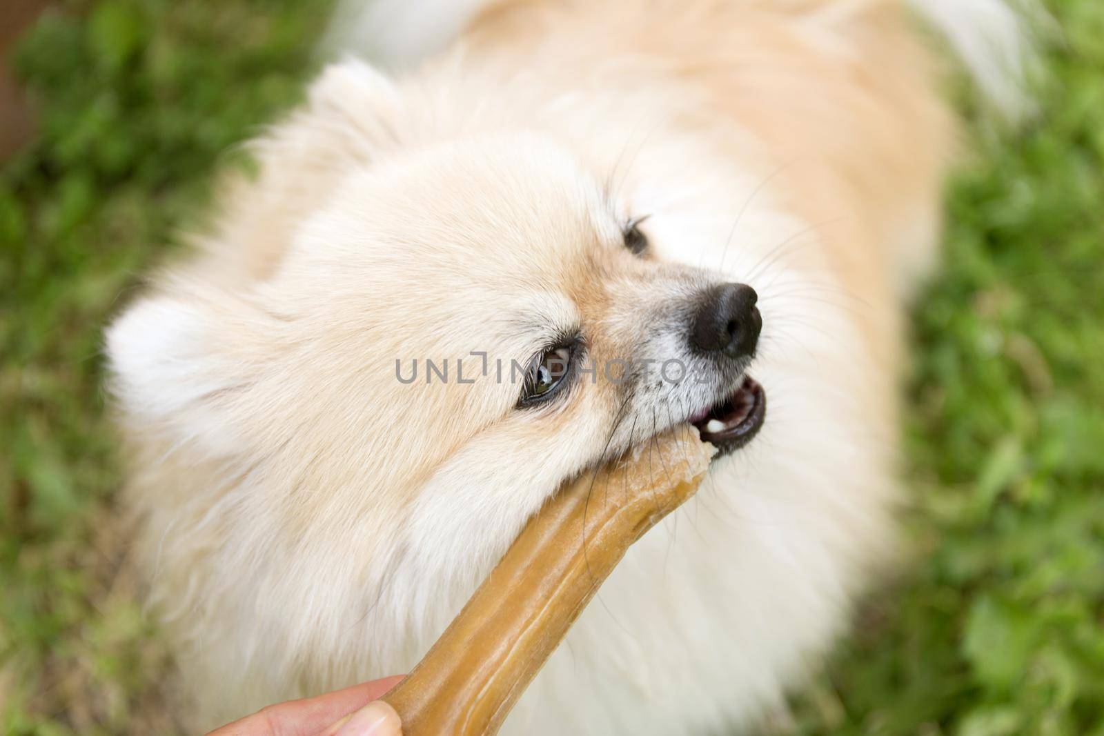 Pomeranian dog chewing a bone on green grass background