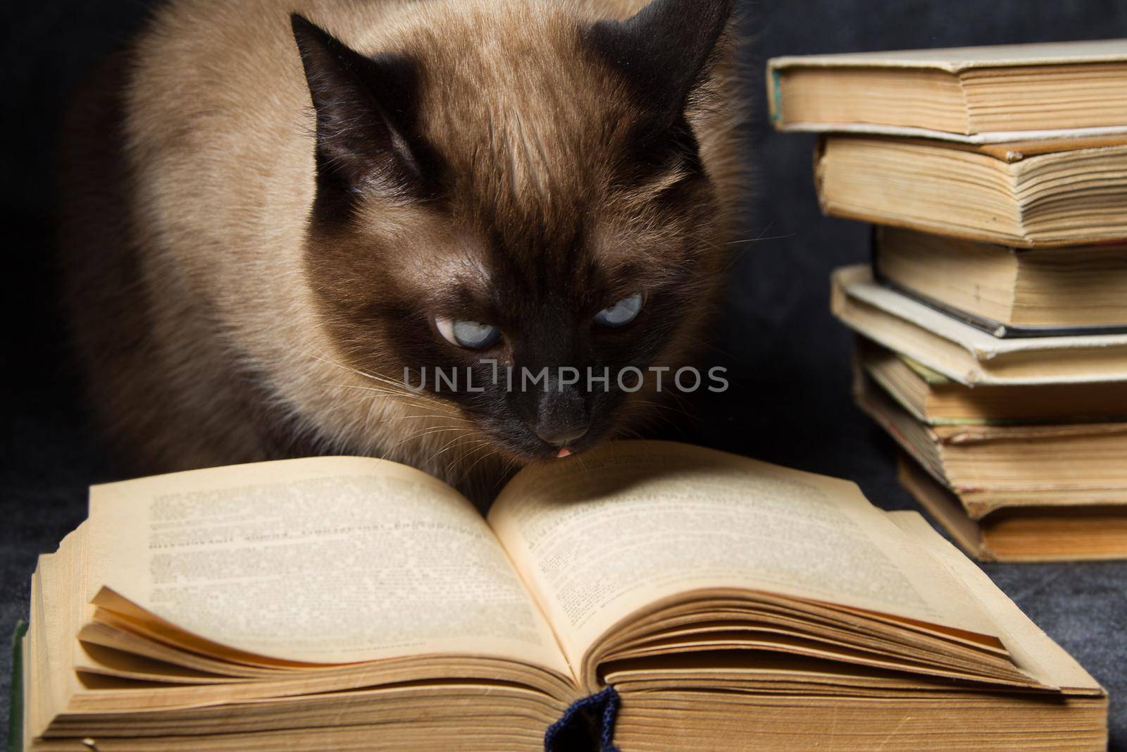 The cat reads the book