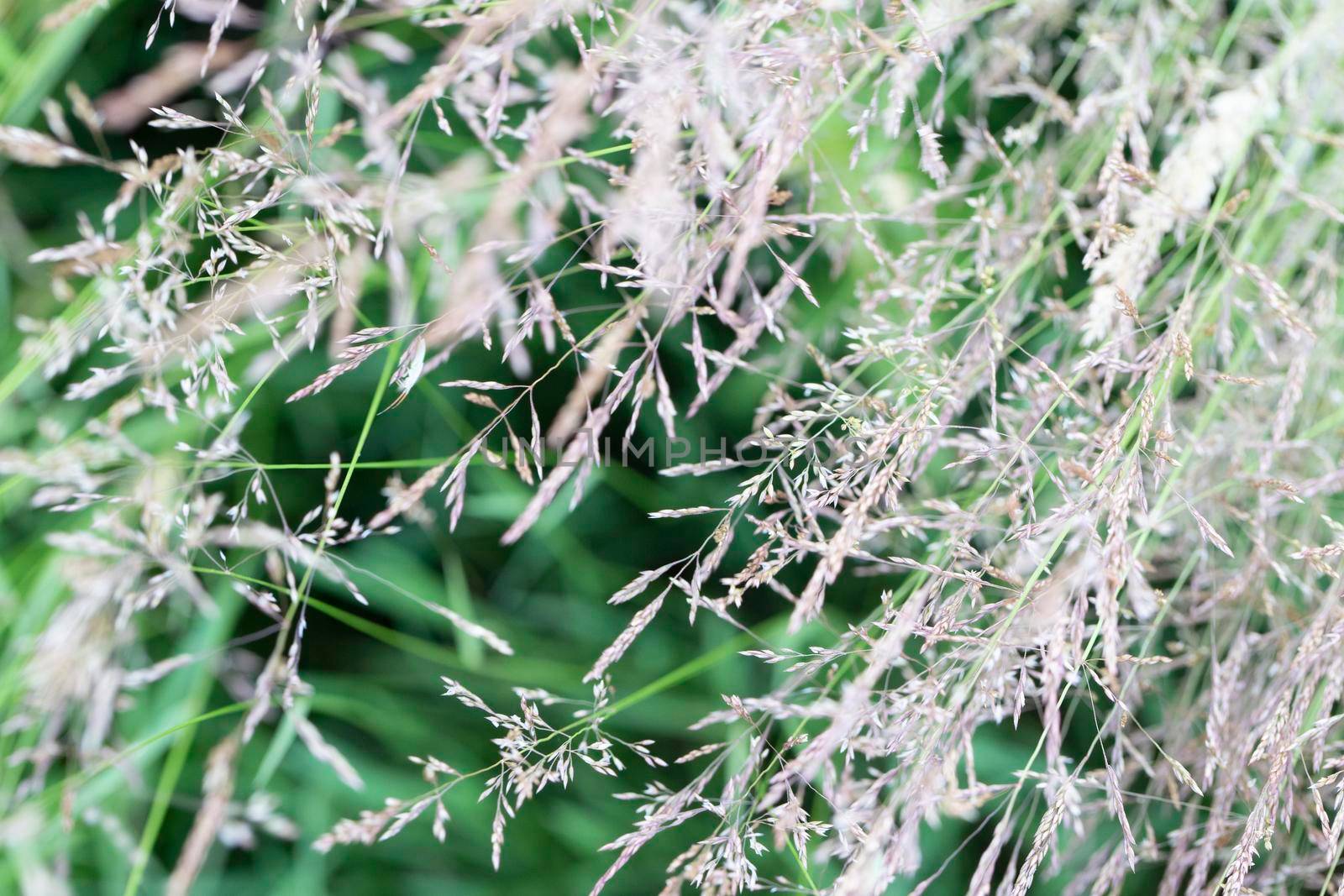 Fluffy grass panicle on a green background. Ecological background.