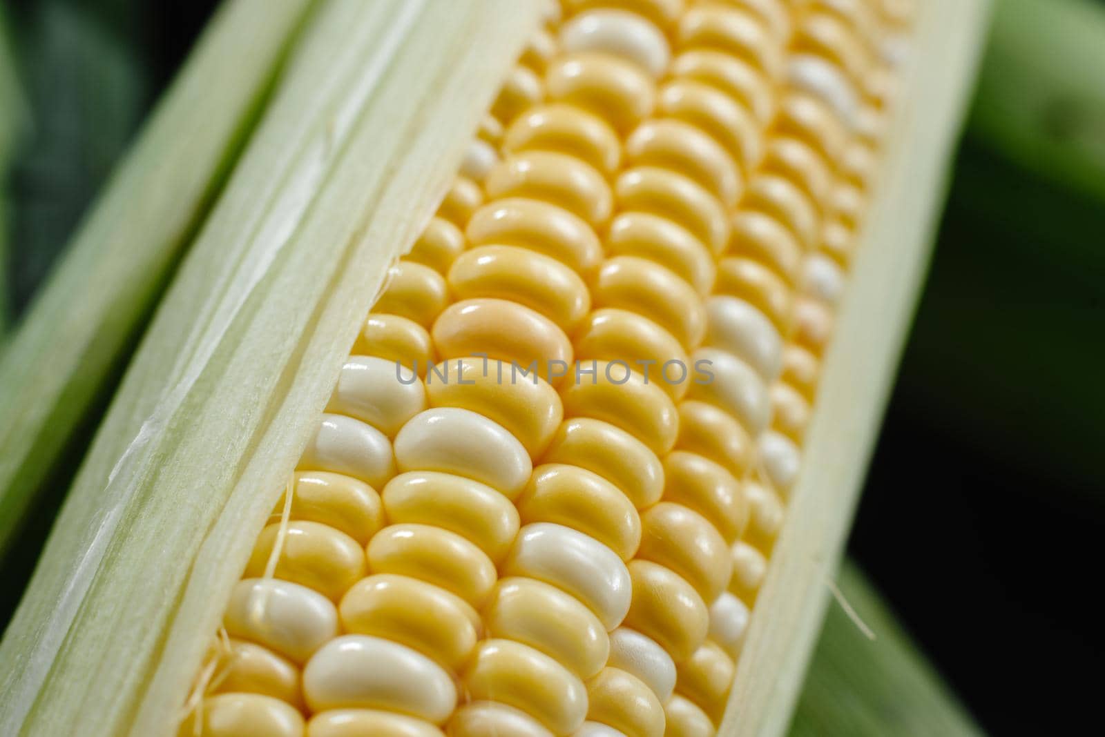 Raw corn on a dark background. Corn cobs in leafy green.