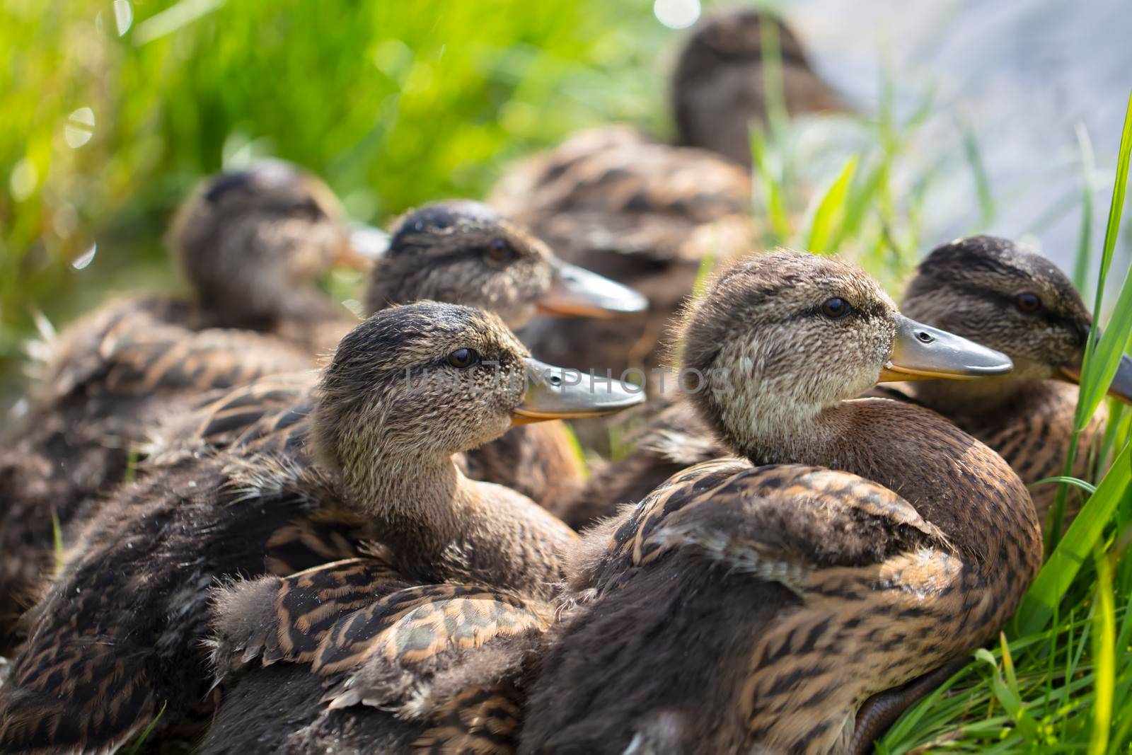 Group of common gray ducks close-up.