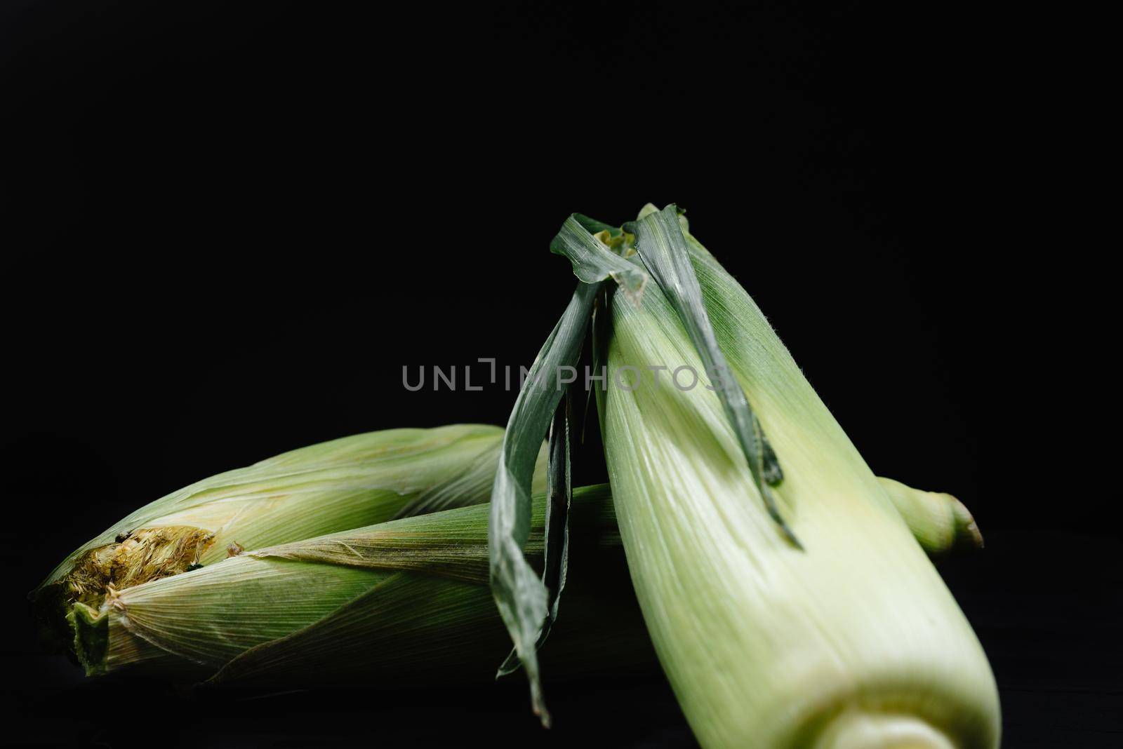 Two corn cobs on a black background. The concept of freshness and harvesting. by gulyaevstudio