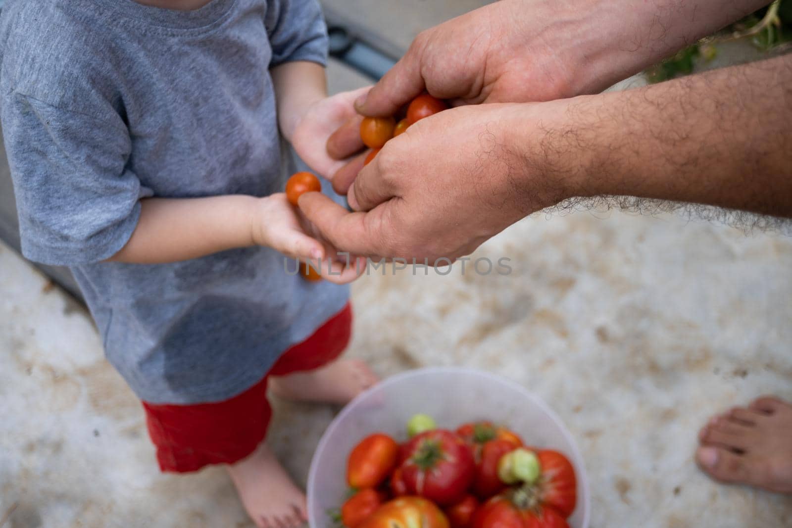 boy picking organic tomatoes in his home garden