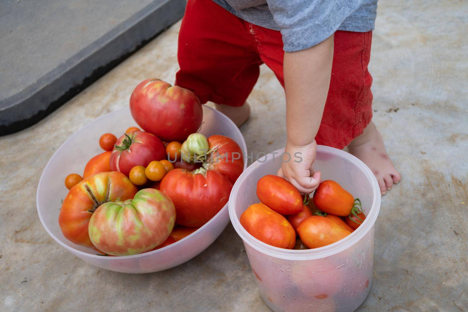 boy picking tomatoes in the garden by joseantona