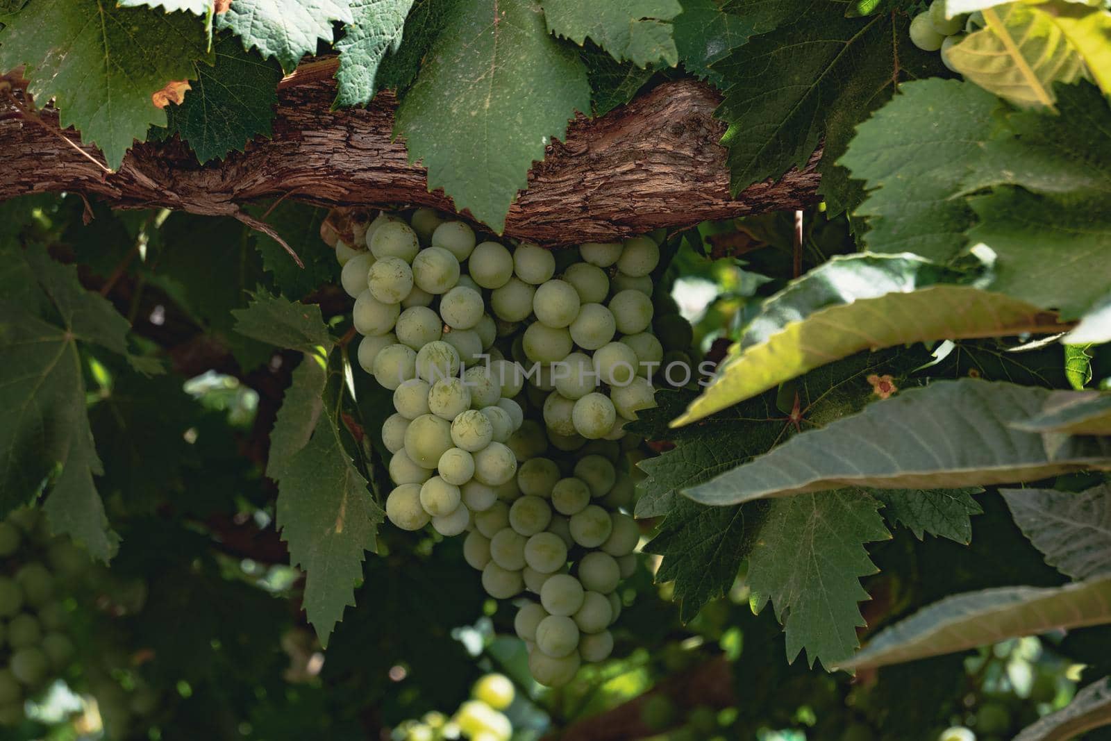 close-up of a bunch of green grapes on the vine illuminated by the sun's rays