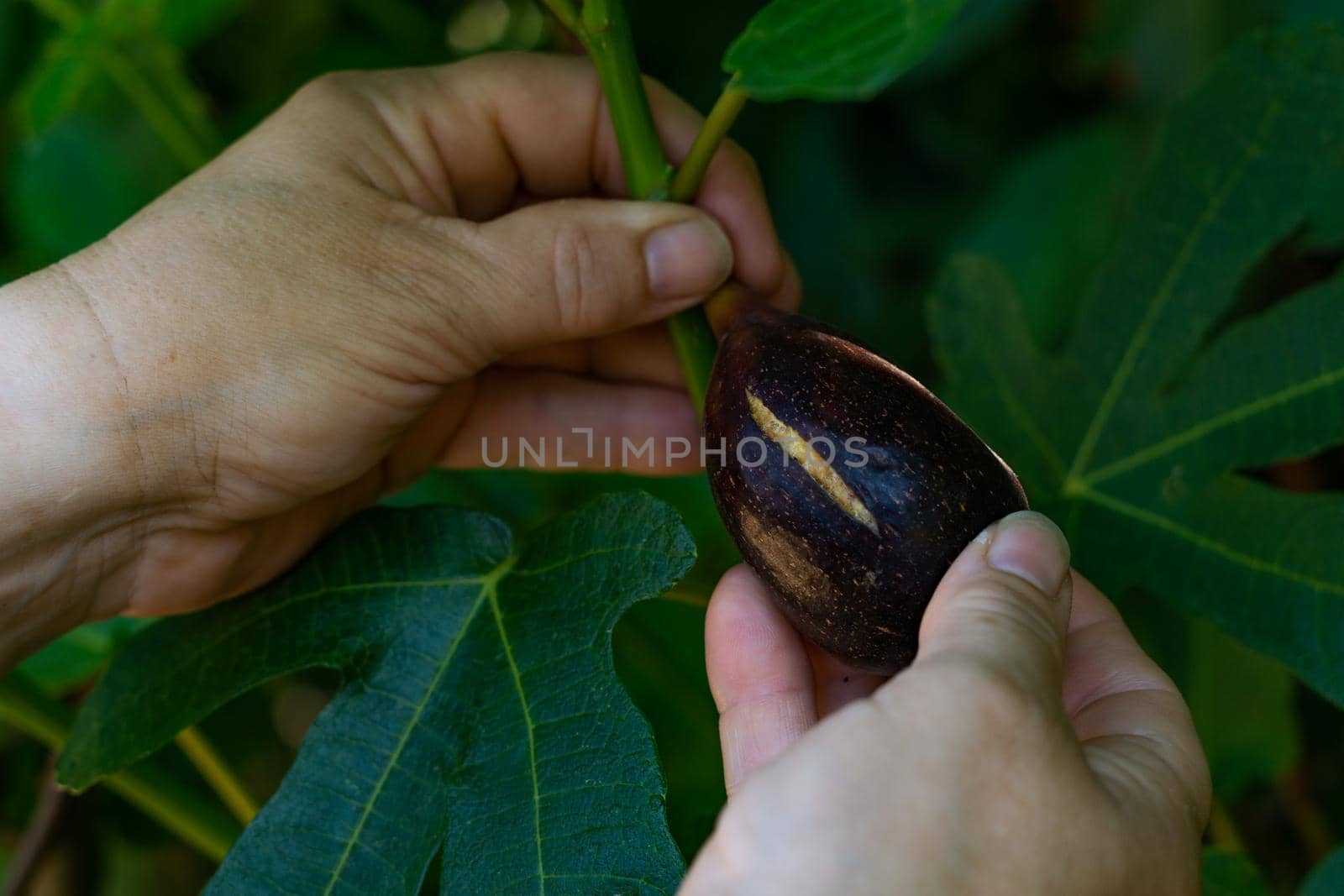 organic breba picked from the tree by joseantona